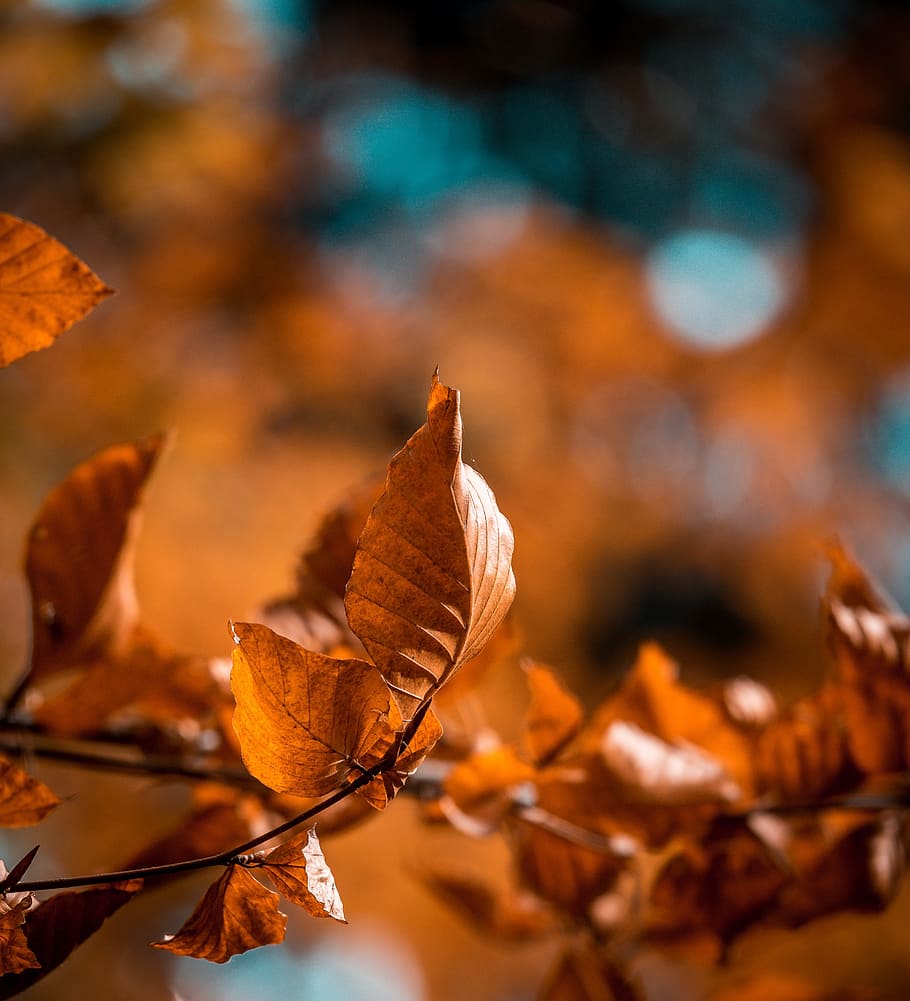 close-up photography of brown leaves, leaf, forest, autumn HD wallpaper