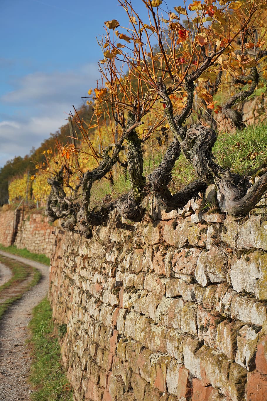 vineyard, wine, winegrowing, slope, vines, nature, plant, landscape, HD wallpaper