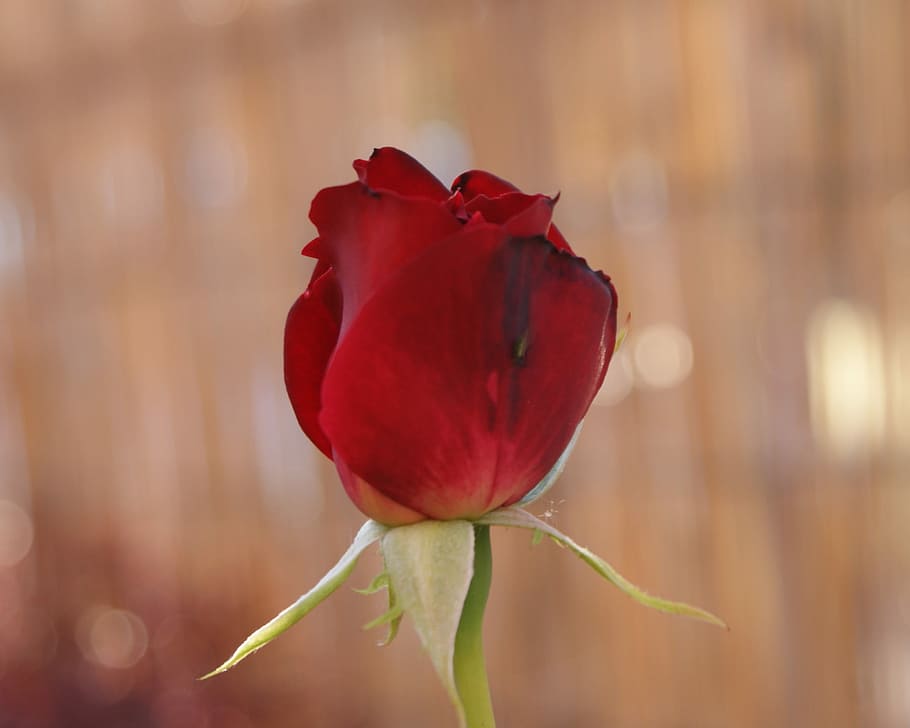 Flower, Spring, rosa, red, nature, fragility, close-up, plant HD wallpaper