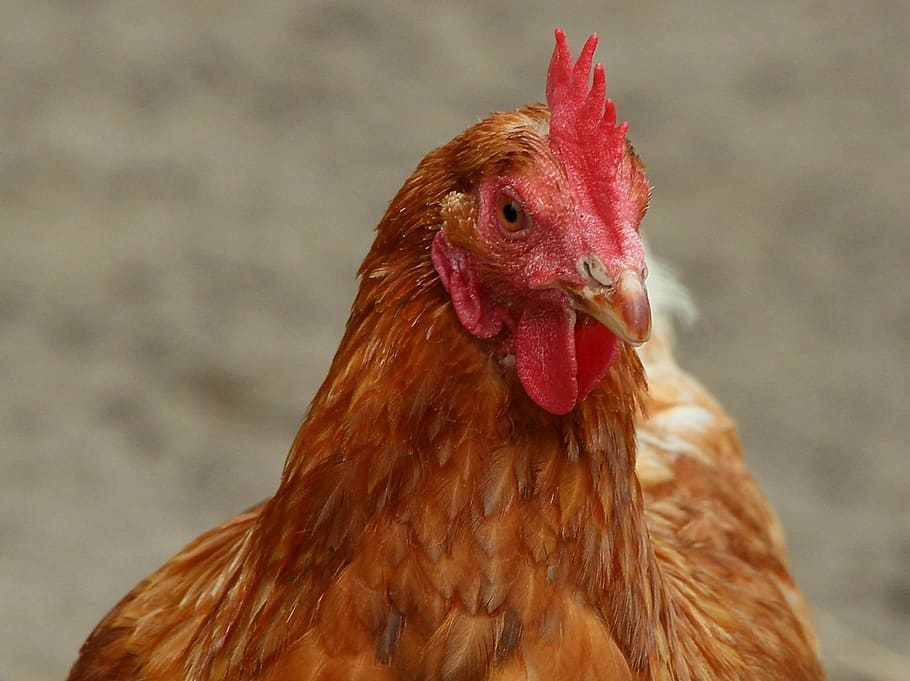 Hen, Chicken, Chickens, Poultry, Bird, pinnate, head, birds HD wallpaper