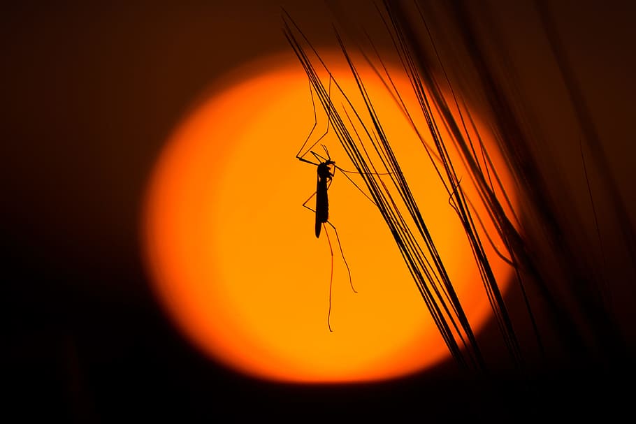 silhouette, insect, grasshopper, orange color, sunset, sky, animal themes HD wallpaper