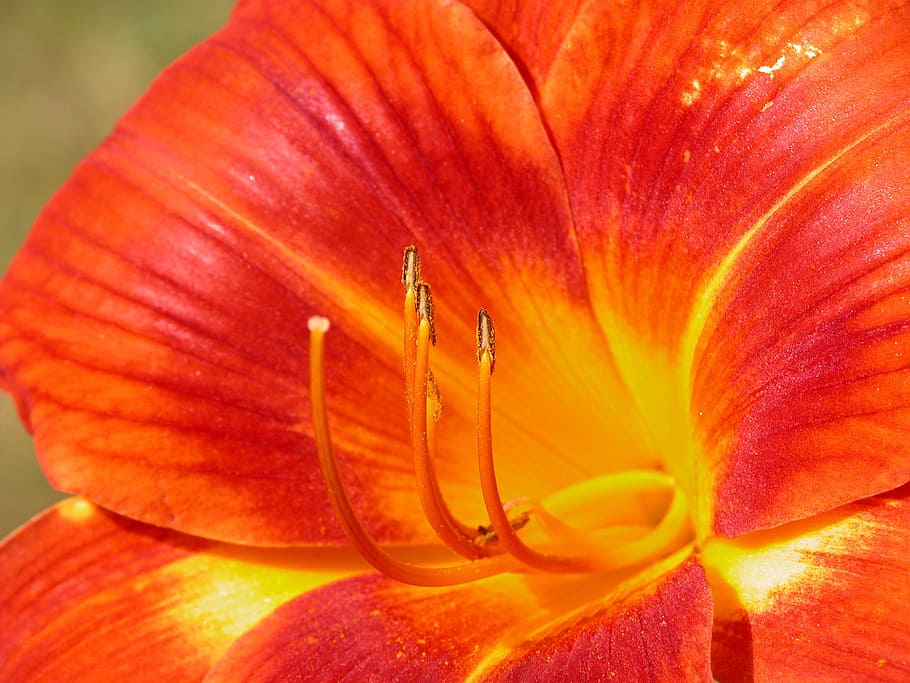 flower, red, macro, nature, natural, summer, zoom, flowering plant HD wallpaper