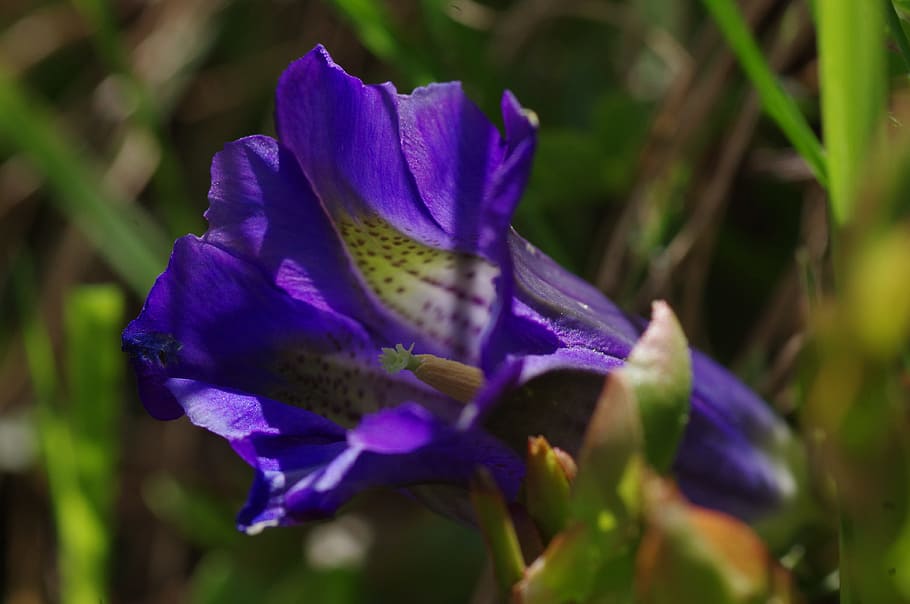 blossom, bloom, flower, macro, blue, gentian, mountains, macro photography HD wallpaper