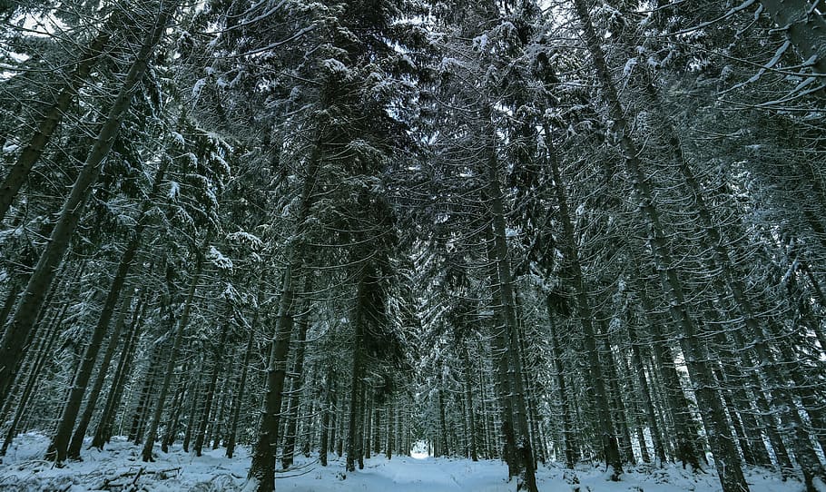 winter, snow, winter forest, wintry, white, nature, landscape HD wallpaper