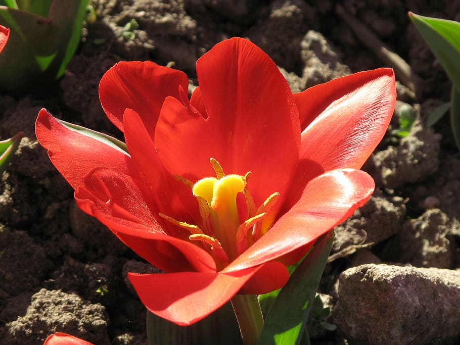tulip, flower, macro, bloom, floral, red, yellow, blossom, petals HD wallpaper