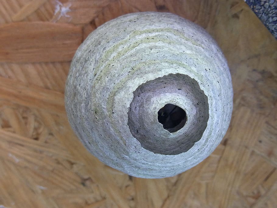 nest, wasps, bees, hive, round, gray, detail, opening, hole HD wallpaper