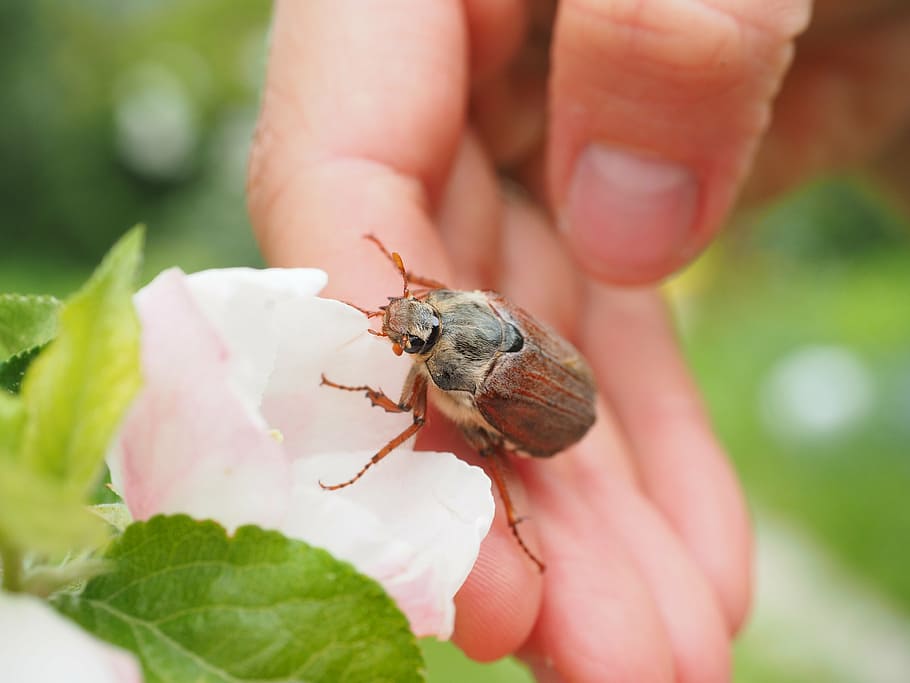 maikäfer, beetle, animal, insect, krabbeltier, creature, spring, HD wallpaper