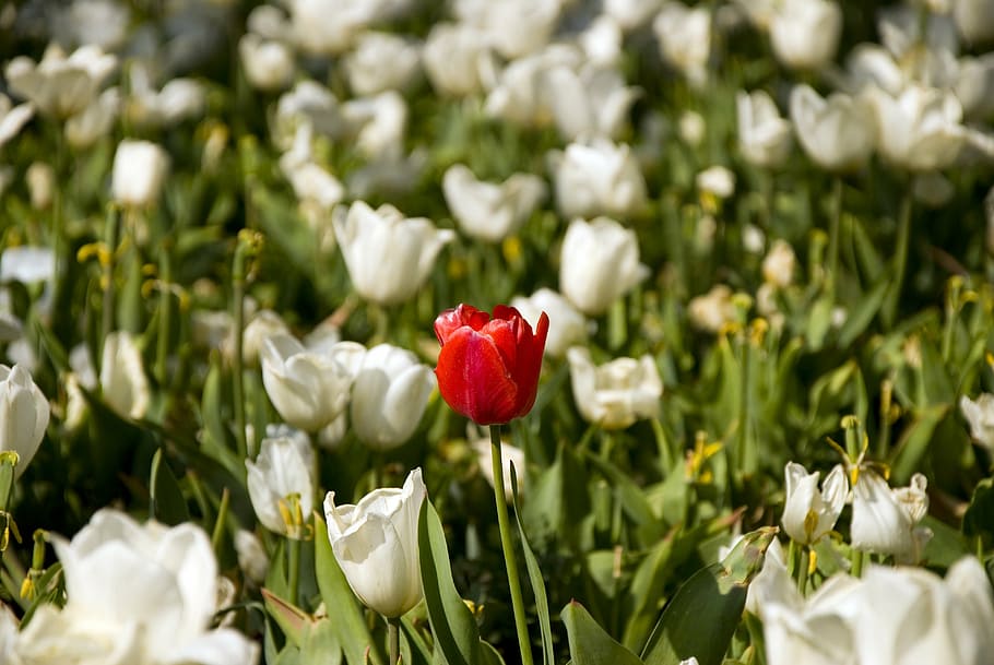 white, tulips, bahcesi, flower, flowering plant, beauty in nature HD wallpaper