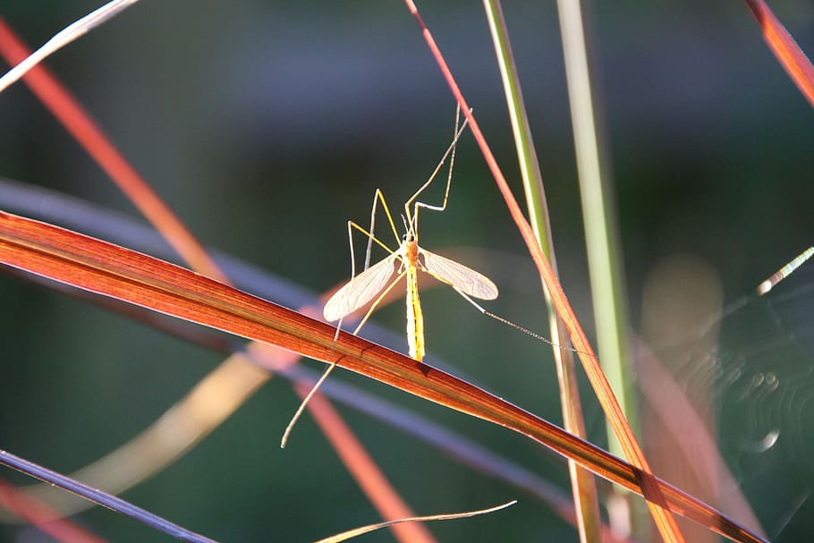insect, schnake, back light, close, close-up, animal themes HD wallpaper