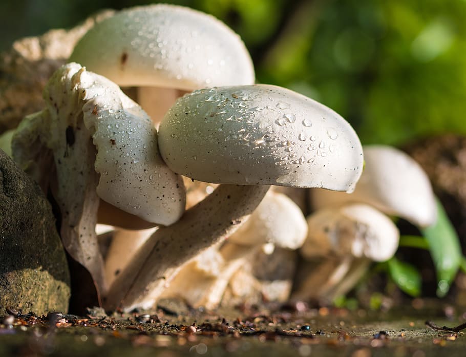 macro shot of white mushrooms, nature, raindrop, fungus, food HD wallpaper