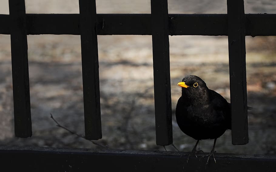 kos, black bird, castle, yellow beak, turdus, animal themes HD wallpaper
