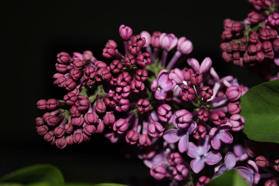 lilac, purple, flower, spring, purple flowers, nature, summer lilac HD wallpaper