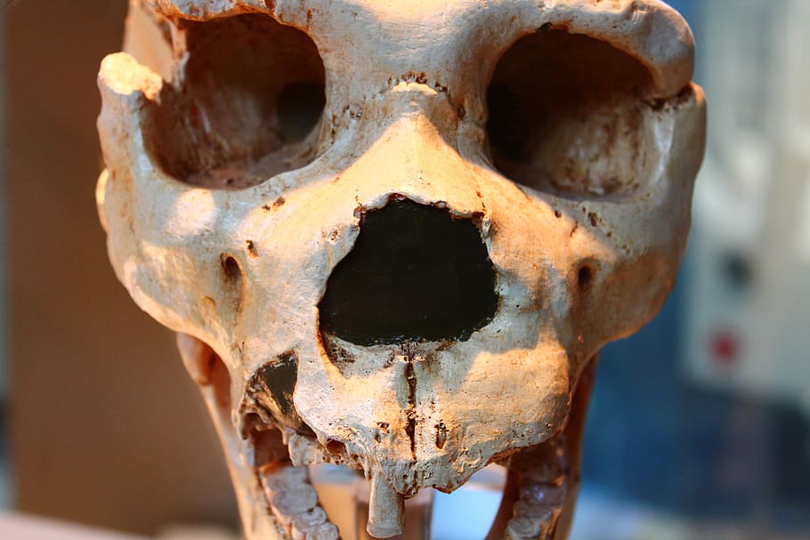 Skull, Skeleton, Bone, Crane, Bones, death, close-up, no people HD wallpaper