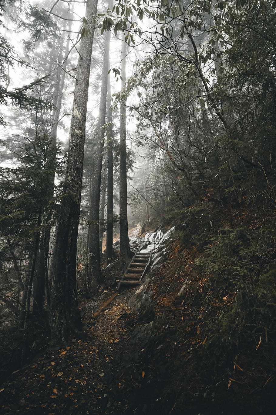 brown wooden stair between trees, stand of trees during daytime HD wallpaper