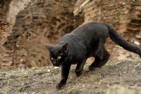 closeup photo Bombay cat, animals, black, colloseum, rome, italy HD wallpaper