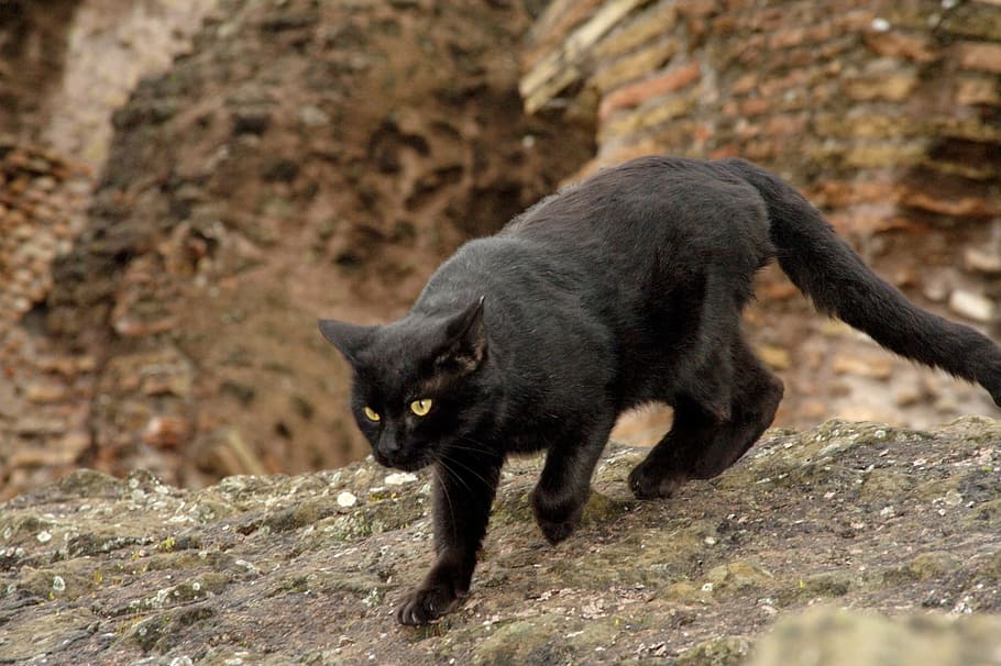 closeup photo Bombay cat, animals, black, colloseum, rome, italy HD wallpaper