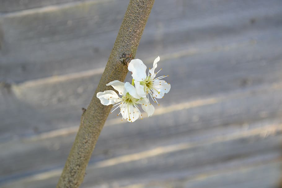 blossom, plum blossom, flower, white, close-up, branch, beautiful HD wallpaper