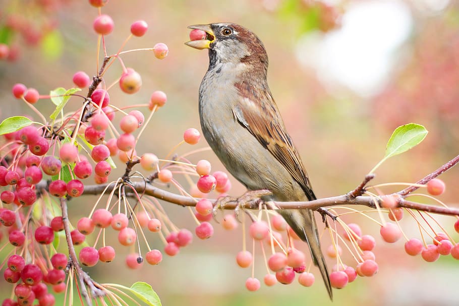brown and gray bird on brown tree stem, autumn, fall, berries