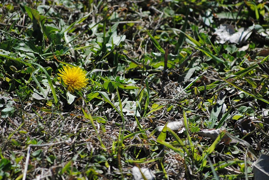 dandelion, yellow, spring, nature, flower, summer, green, plant HD wallpaper