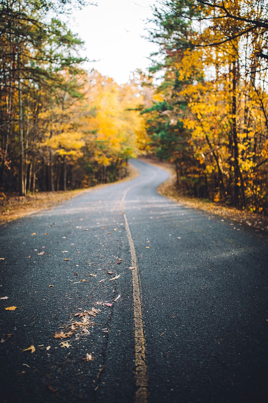 asphalt road between yellow leaf trees during daytime, asphalt road surroundings trees HD wallpaper