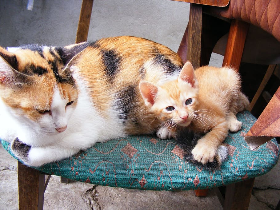 white, orange, and black calico cat and kitten on blue fabric chair, HD wallpaper