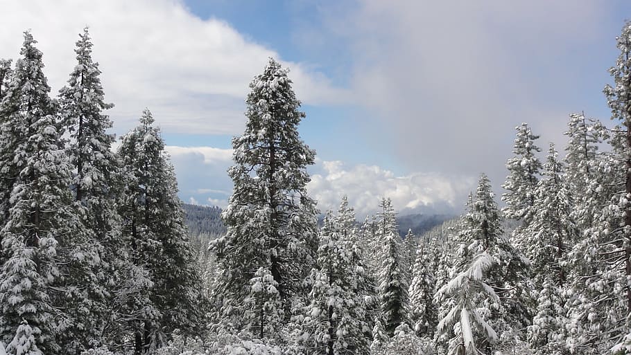 winter, forest, wintry, trees, cold, snowy, plant, cold temperature HD wallpaper