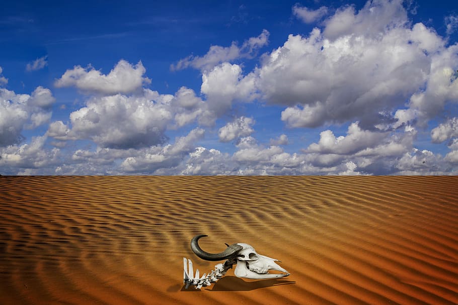 sky, skull, cloud, desert, sand, cloud - sky, land, landscape HD wallpaper