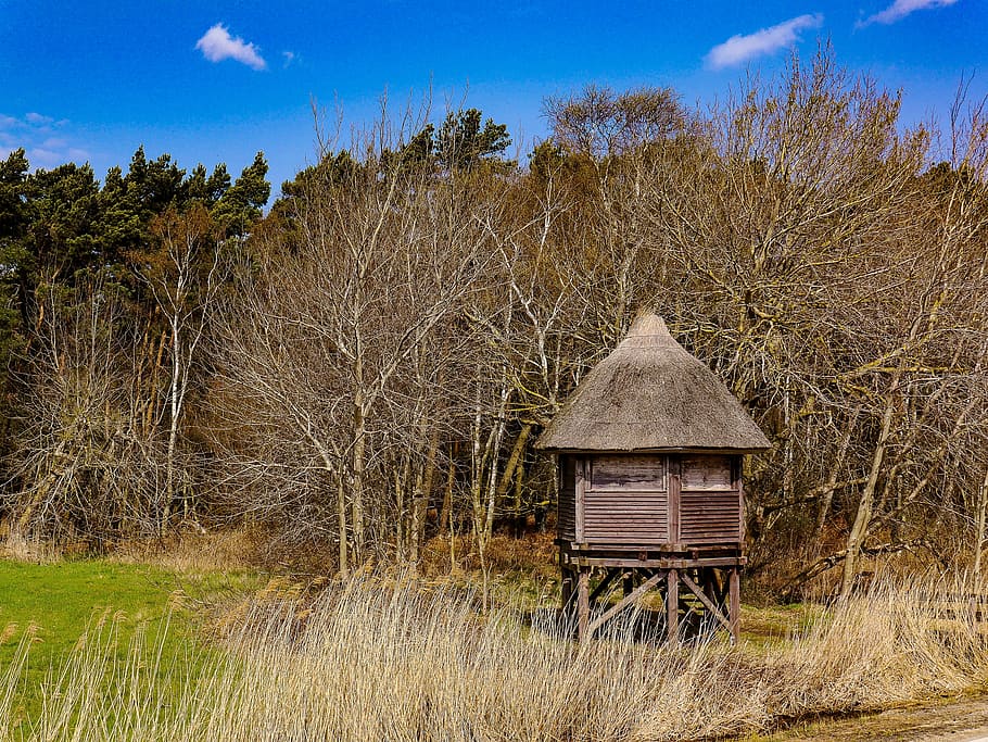 view, bodden, baltic sea, plant, tree, architecture, built structure HD wallpaper