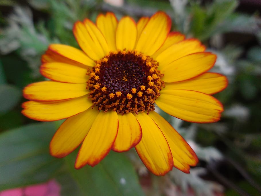 sun hat, flower, blossom, bloom, yellow, strong, close, shining coneflower HD wallpaper