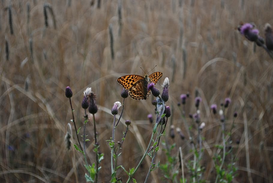 butterfly, corn, nature, insect, flower, butterfly - Insect HD wallpaper