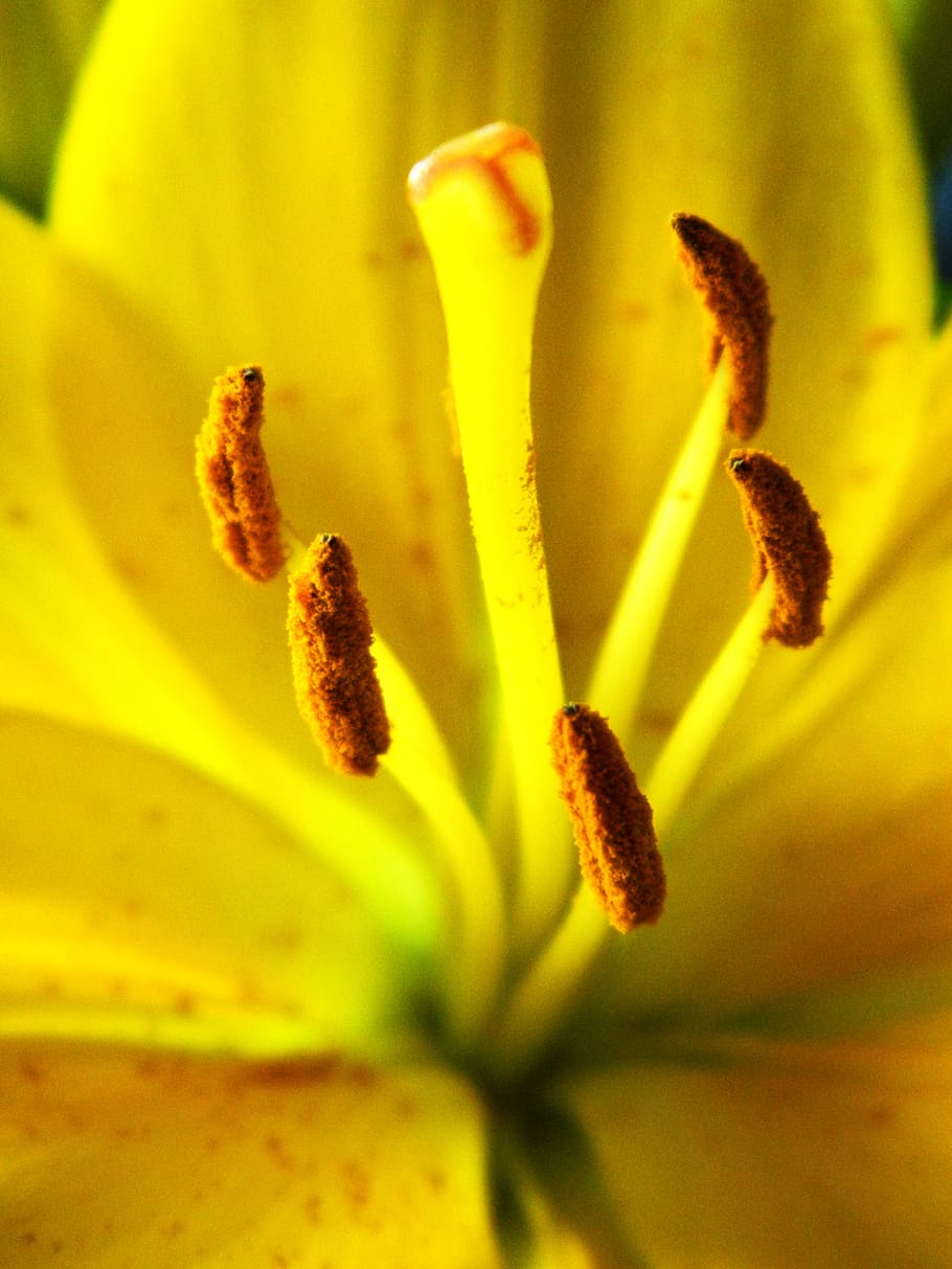 Лилии с желтыми тычинками. Lily Blossom.