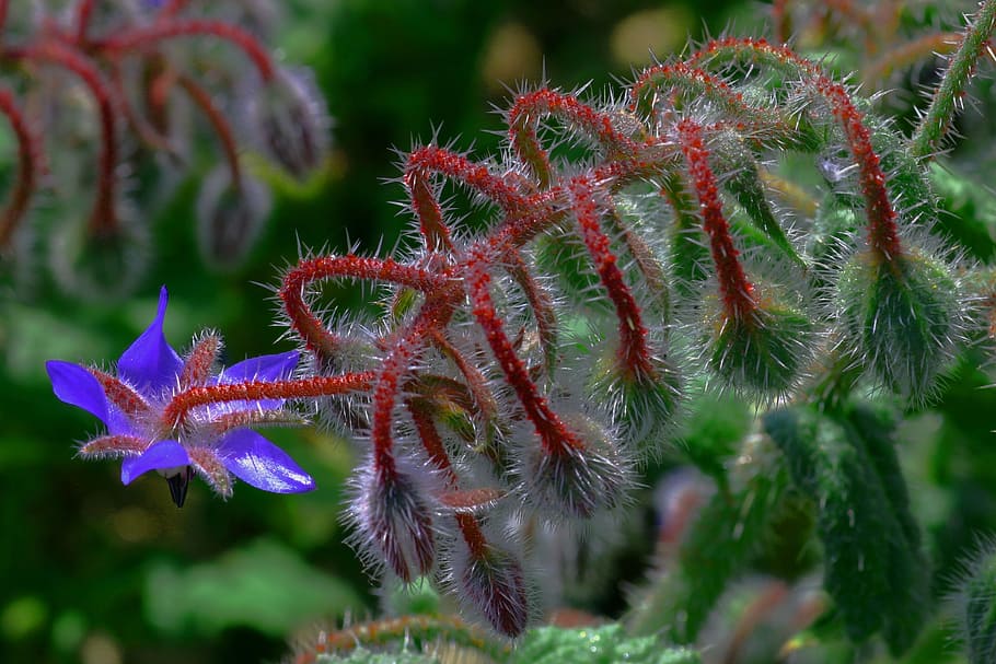 borage, flower, nature, close-up, plant, growth, focus on foreground HD wallpaper