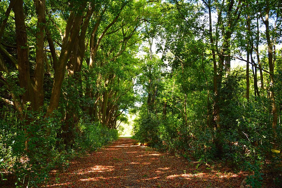 Trail, Landscape, Path, Trees, autumn, leaves, forest, footpath HD wallpaper