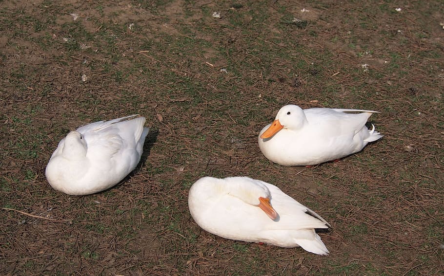 Ducks, 3, Three, White Duck, domestic ducks, water bird, idyll HD wallpaper