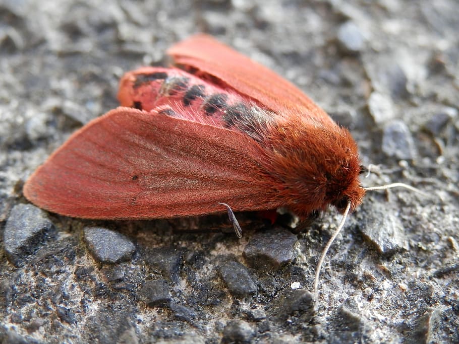 Moth, Insect, red, nature, animal, macro, close-up, butterfly - Insect HD wallpaper