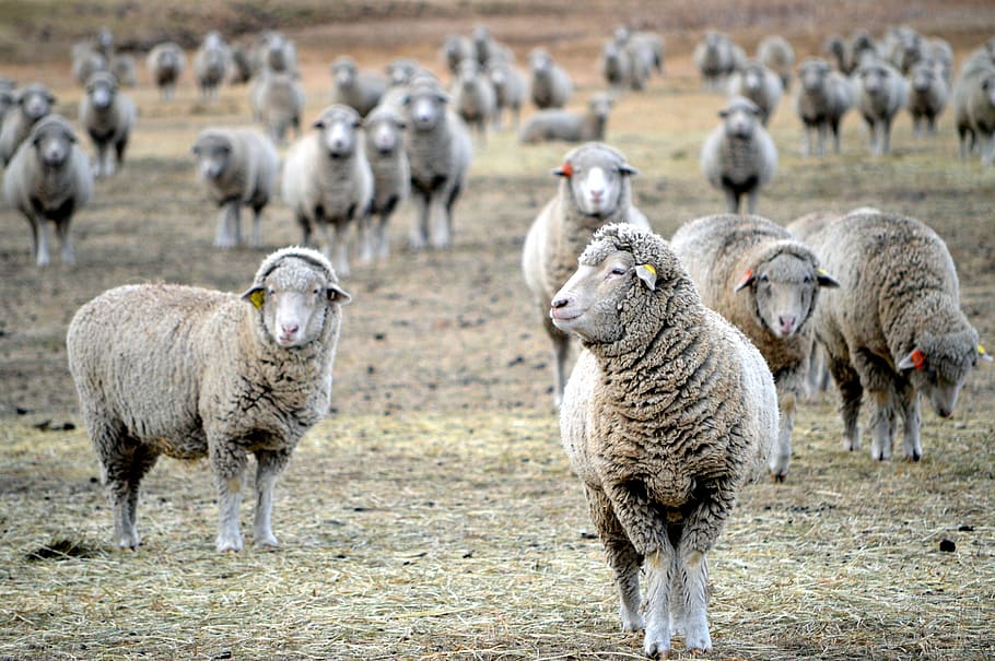 herd of sheep on brown field, montana, grazing, mammal, lamb