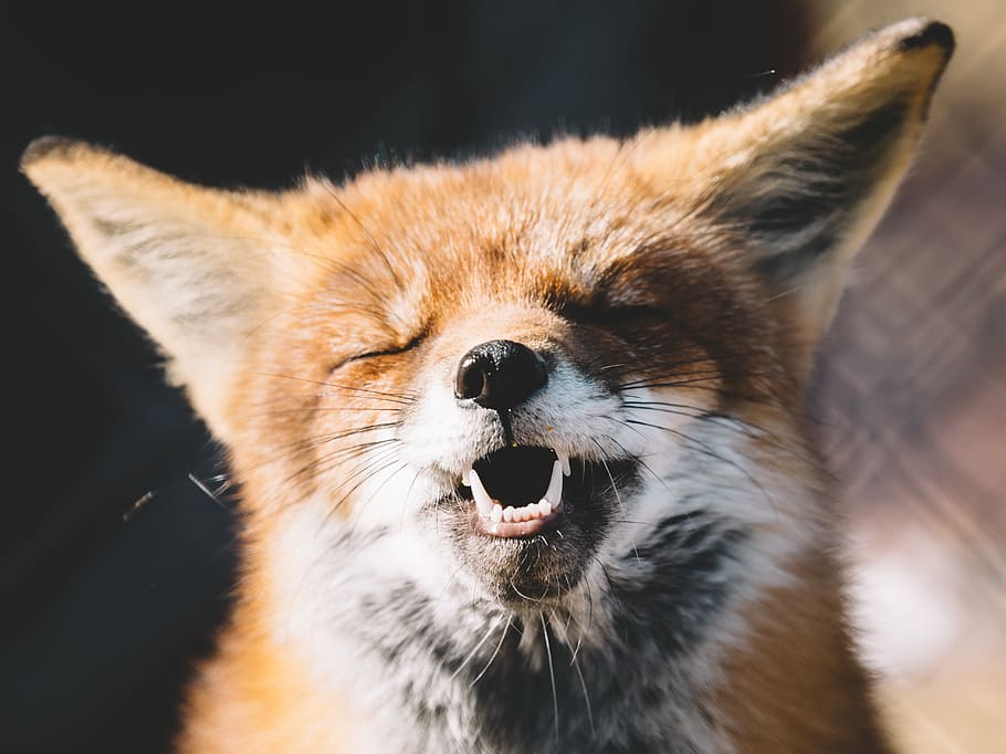 1082x1922px Free Download Hd Wallpaper Fox Brown Animal Closeup Photography Face Ears Eyes Closed Wallpaper Flare