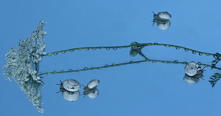 snails, shell, reflection, mirror, my saturday, blue, nature HD wallpaper