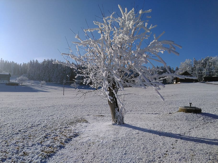 winter, hoarfrost, wintry, trees, snow, frozen, nature, blue HD wallpaper