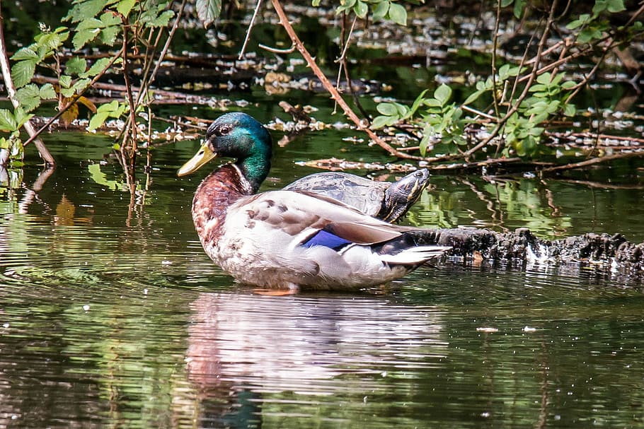 Duck, Mallard, Water Turtle, pond, swim, lake, panzer, reptile HD wallpaper