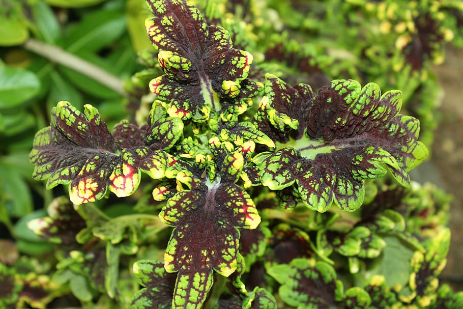 variegated leaves, green, purple, flower, plant, nature, growth HD wallpaper