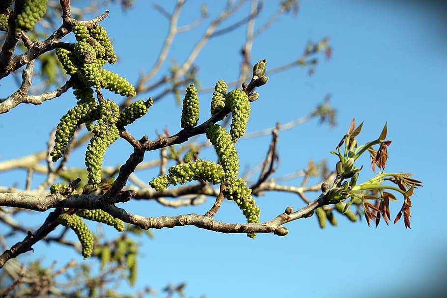 Spring, Flowering, Branches, Nature, leaves, tree, green, day HD wallpaper