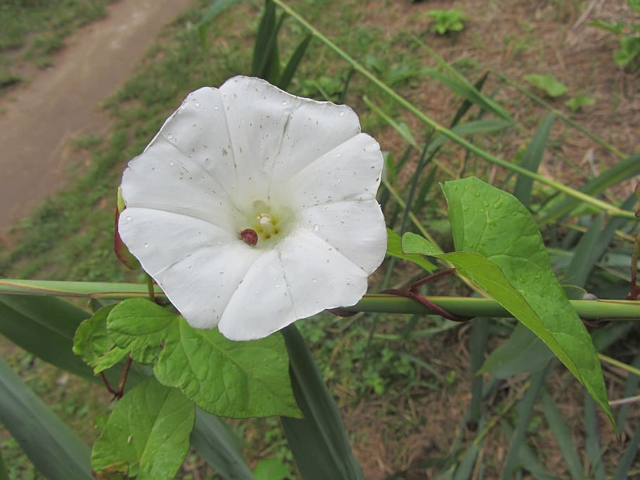 flower, spring, miracle, spring flower, plant, nature, white HD wallpaper
