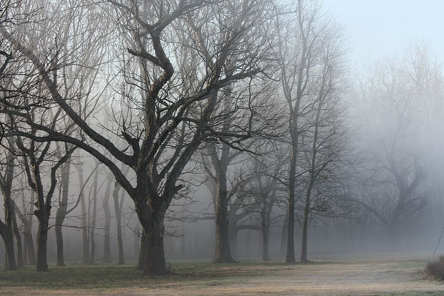 leafless trees, woods, texas, mist, landscape, autumn, fall HD wallpaper
