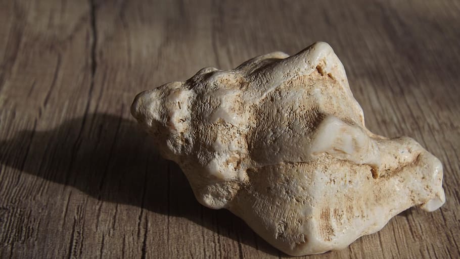 sea ​​shell, beach, sand, nature, water, animal, ocean HD wallpaper