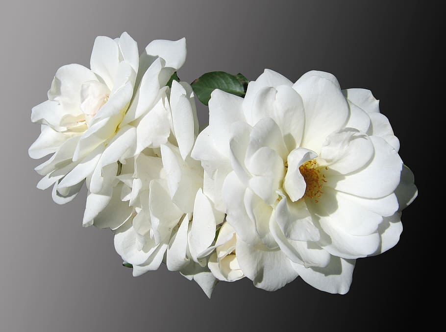 white petaled flowers, roses, mourning, noble, isolated, background HD wallpaper