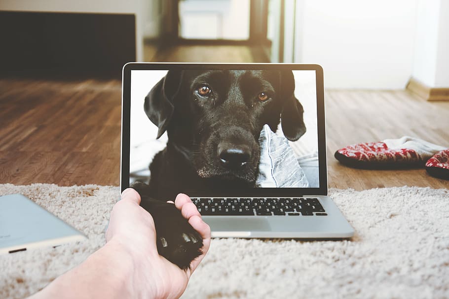 black Labrador retriever screengrab, laptop, apple, macbook HD wallpaper