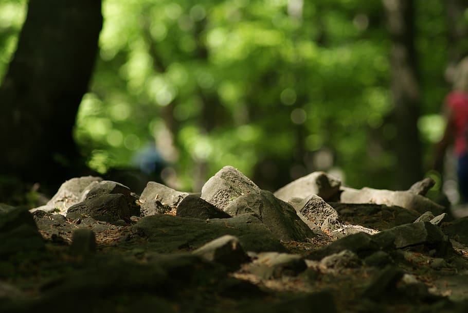 tree, nature, plant, solid, rock, day, selective focus, no people HD wallpaper