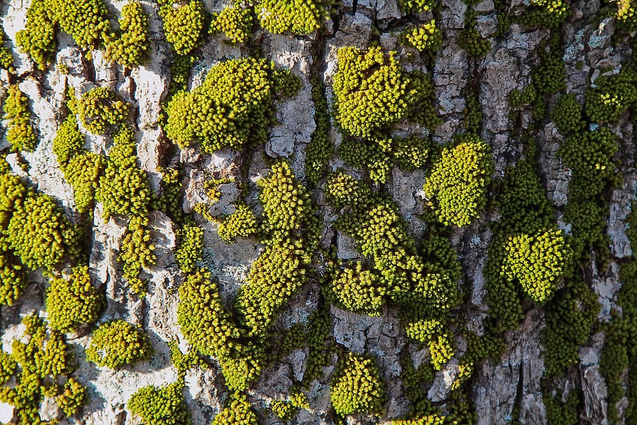 trees, aerial, forest, plants, growth, green color, moss, full frame HD wallpaper