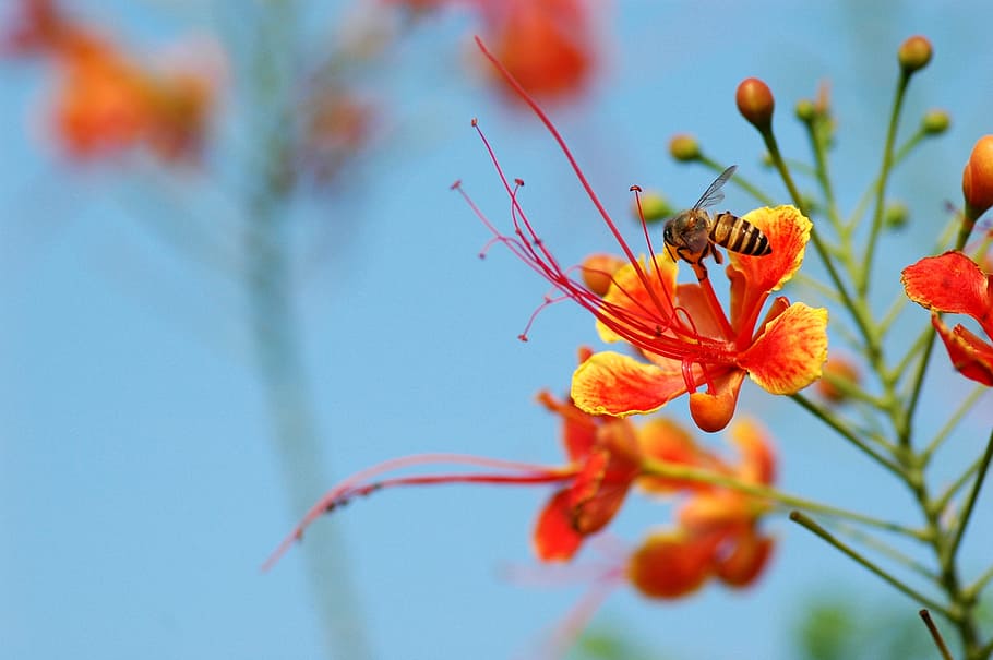 selective focus photography of bee on red and yellow petaled flower